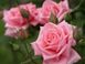 Montale Candy Rose 100ml edp (Парфюм обладает нежным притягательным характером пышной бархатной розы)